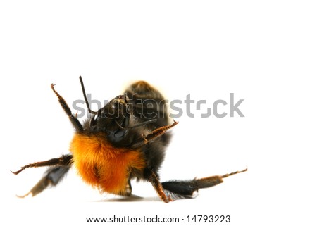 bumble bee dance