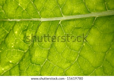 green leaf vein macro