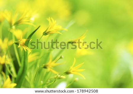 Yellow spring flowers macro close-up