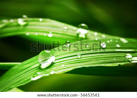 Similar – Image, Stock Photo Grass blades with dew drops bokehlicious