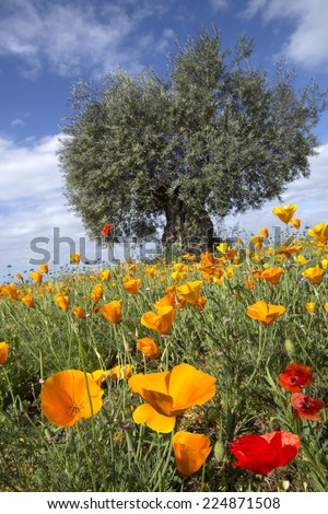 closeup of yellow poppies and red poppies with olive-tree background