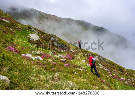 Hiking in the mountains in the summer, among pink rhododendron flowers. Carpathian Mountains, Fagaras, Romania, Europe