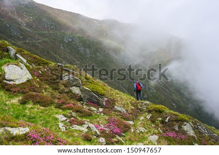Hiking in the mountains in the summer, among pink rhododendron flowers. Carpathian Mountains, Fagaras, Romania, Europe