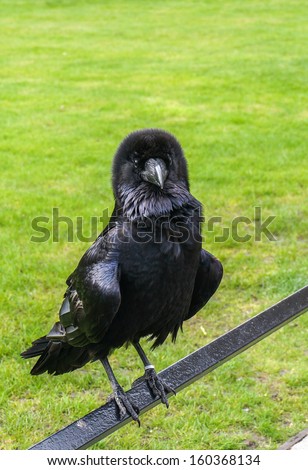 One of the ravens of the Tower of London, UK