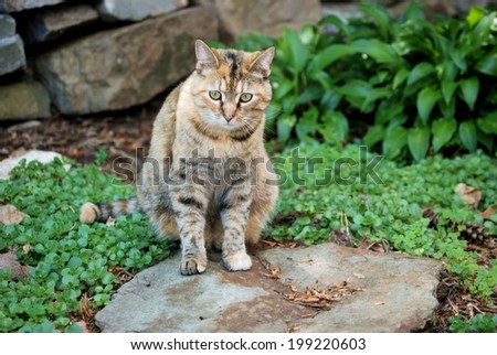 Candid image of a cat outside