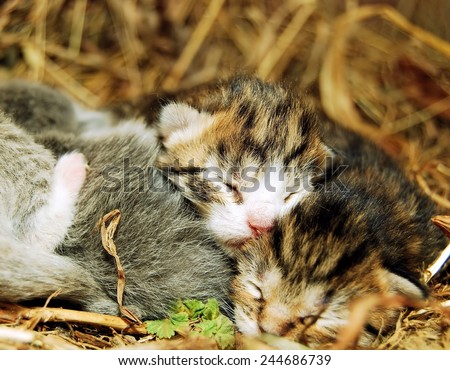 Adorable newborn kitten taking a cat nap