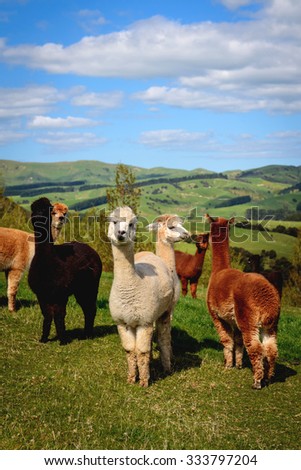 Alpacas On Field Stock Photo 333797204 : Shutterstock