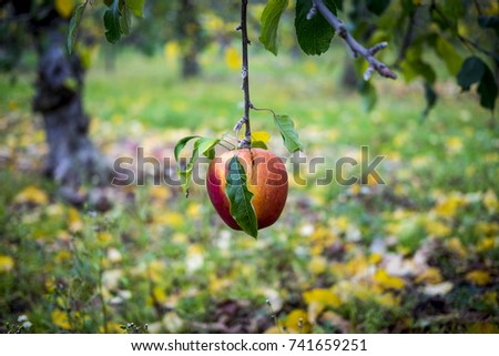 A low hanging apple 商業照片 © 