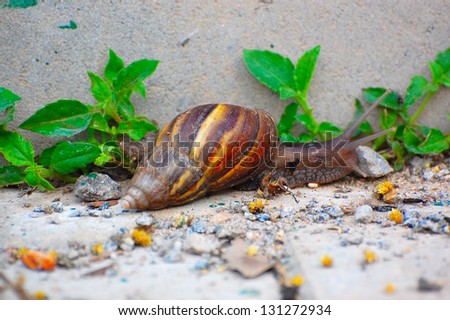 A giant snail. Picture taken from a part at Sarjapur, Bangalore.