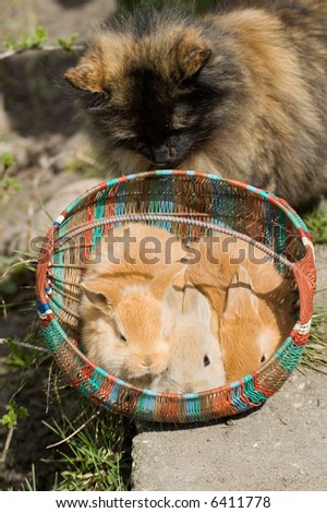 Three rabbit sitting in the punnet nearby the cat
