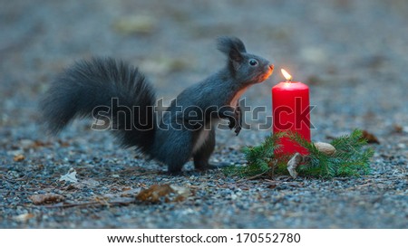 Squirrel is wondering about a candle