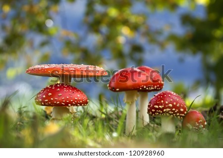 agaric mushroom Red amanita in french pasture Fairy ring