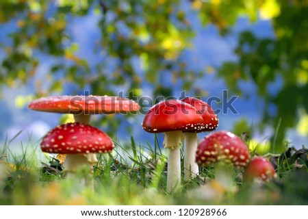 Fairy ring of Red amanita mushroom fly agaric in french Pasture
