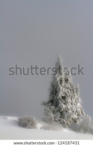 fir tree under snow in winter, graphic image with place to write