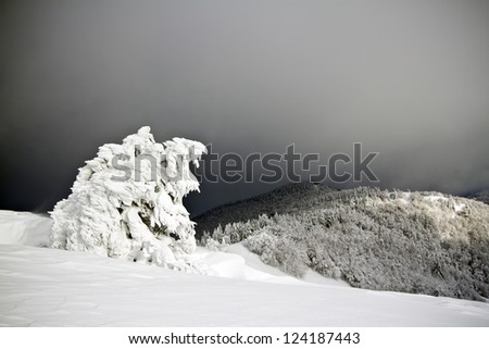 ice tree sculpture in winter, summit of Vosges in France