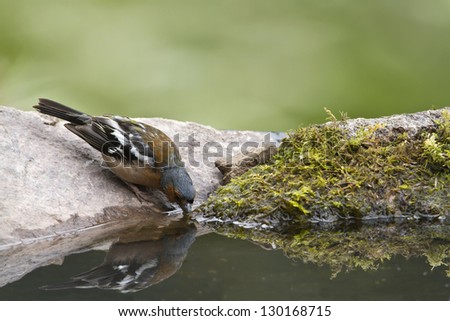 Finch bird drinking at the water\'s edge specie Fringilla coelebs