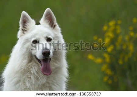 Portrait of dog white shepherd, in mountain side