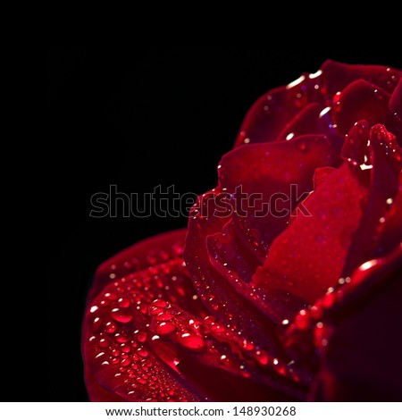 red rose flower with dew in black background, studio image