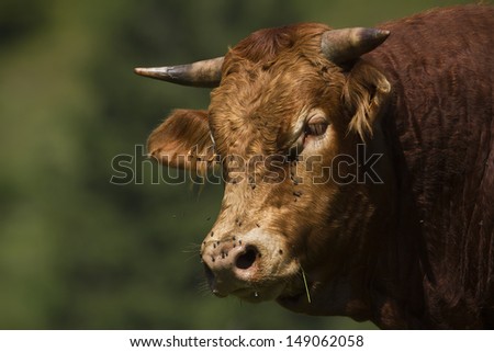 domestic cow portrait with lot\'s of flies, Hautes-Vosges, France