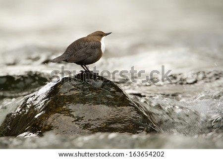 White-throated dipper, bird in middle of river, Bird specie cinclus cinclus, Hautes-Vosges, France
