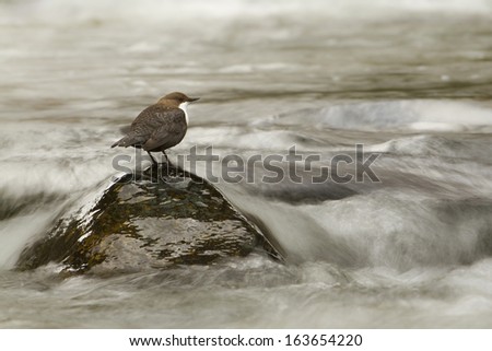 White-throated dipper, bird in middle of river, Bird specie cinclus cinclus, Hautes-Vosges, France