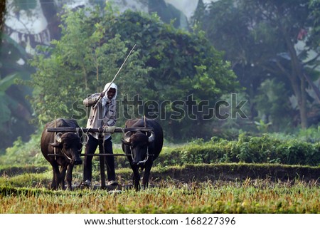 BARDIA, NEPAL - OCT 31, 2013: Tharu man ploughing with ox cart on October 31, 2013. In Terai remote area, farmer still work in the former still using ox cart to plough.