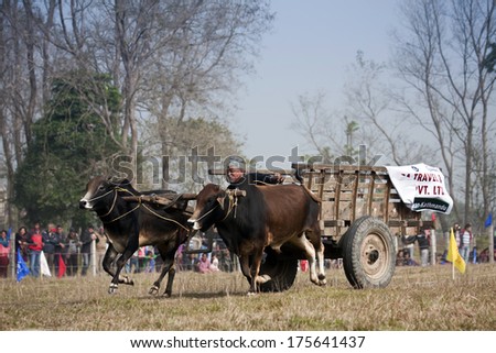 Chitwan, Nepal - December 27, 2013: Ox cart race - Elephant festival, Chitwan 2013, Nepal. In Terai, ox cart are still used for farmer work.