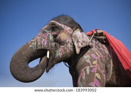 High anle view of elephant head in Elephant festival, Chitwan 2013, Nepal