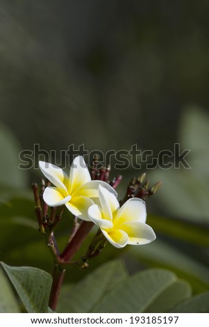 Tiare Flower in Nepal specie Gardenia taitensis