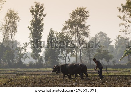 Bardia, Nepal - November 23, 2013: Farmer plough with ox cart in Nepal on November 23, 2013.