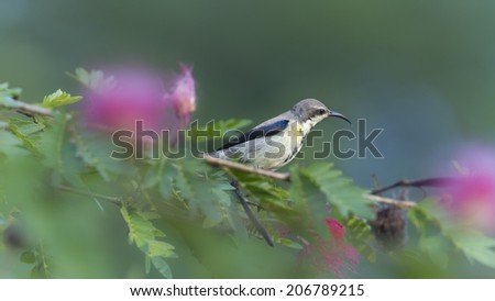 Purple sunbird specie Souimanga asiatique in powder puff flowers