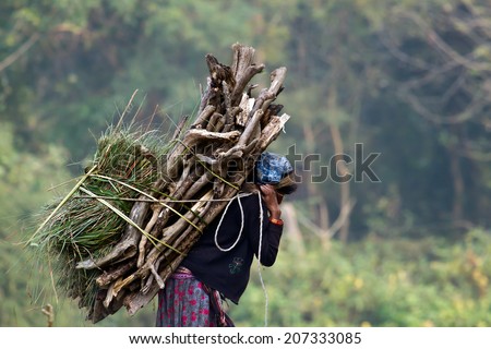 Taru woman carrying wood to cook in Bardia, Nepal