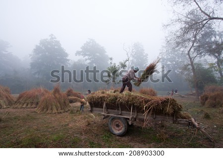 Bardia, Nepal- January 3, 2014: Taru farmers carrying hay in ox cart during winter in Bardia, Nepal