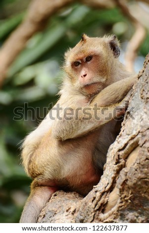 Portrait of young rhesus macaque monkey in temple of Thailand