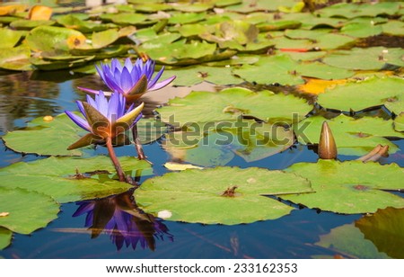 Purple water lilies Nymphaeum on the pond