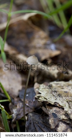 Snapping bonnet (Mycena vitilis) growing on leafy woodland floor