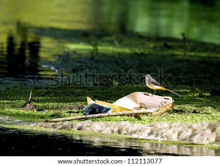 Grey Wagtail (Motacilla cinerea) sitting on polystyrene litter in polluted river