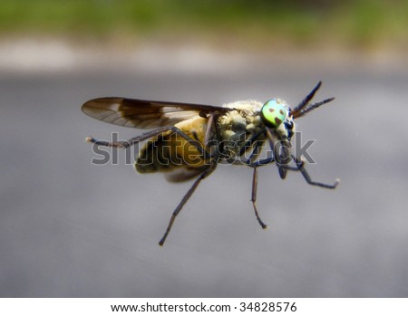 Horsefly (Chrysops relictus) photographed through glass, unusual angle