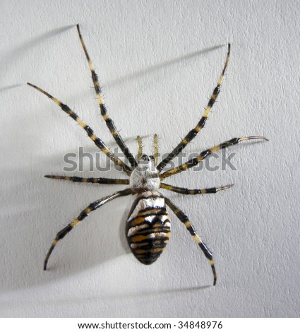 Wasp Spider (Argiope bruennichi) on white textured background