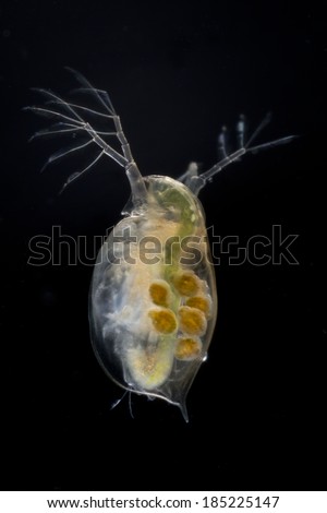 Extreme close up of a live water flea (Daphnia magna) showing eggs, isolated on black background