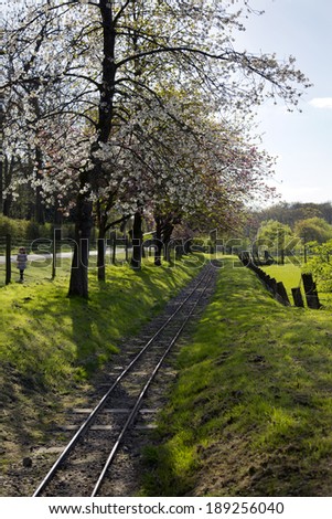 Apple blossom trees along miniature train tracks running diagonally into the distance