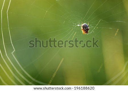 Four-spot orb-weaver (Araneus quadratus) covered in morning dew, sat on its web, with background out of focus