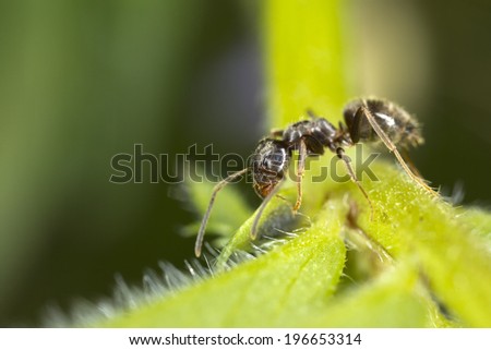 Extreme close up of an Ant investigating the edge of a hairy leaf