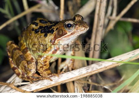 European Common frog (Rana temporaria) sitting amongst grass and leaf litter