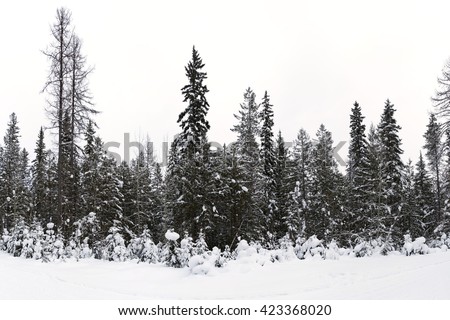 Similar – Foto Bild Wald mit hohen Tannenbäumen und Waldweg