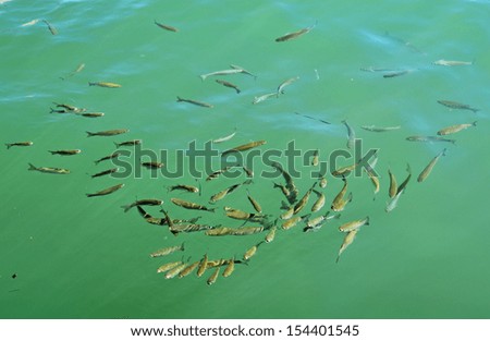 swarm of fish waiting to eat live