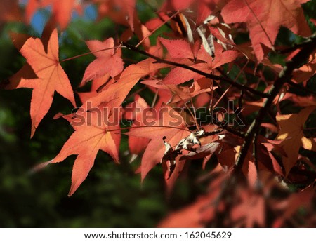 red japan tree leaves autumn