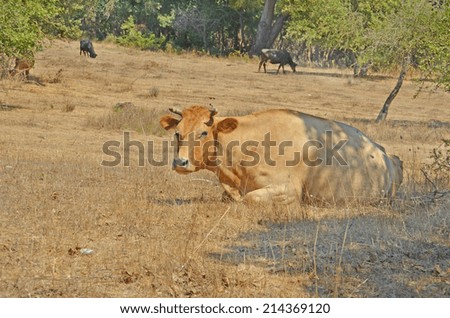 cow resting , yellow meadow and trees
