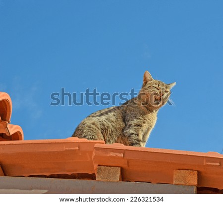 cat on the roof - open mouth