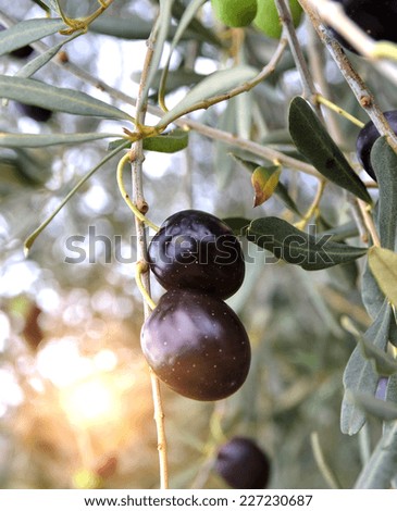 olives black on the tree and sun beam